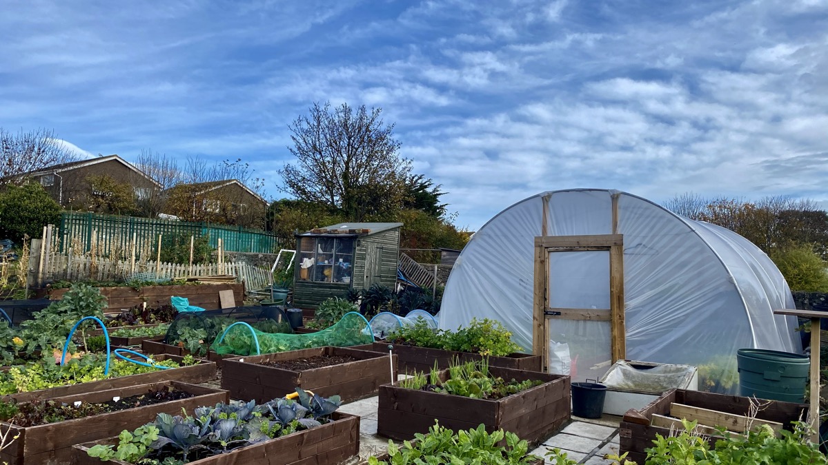 An allotment plot with a polytunnel