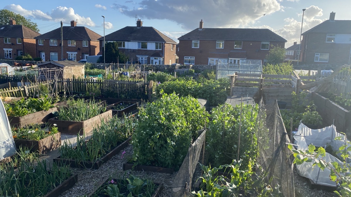 An allotment plot in full growth