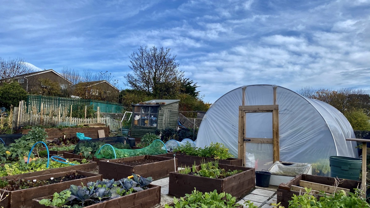 Inside a polytunnel