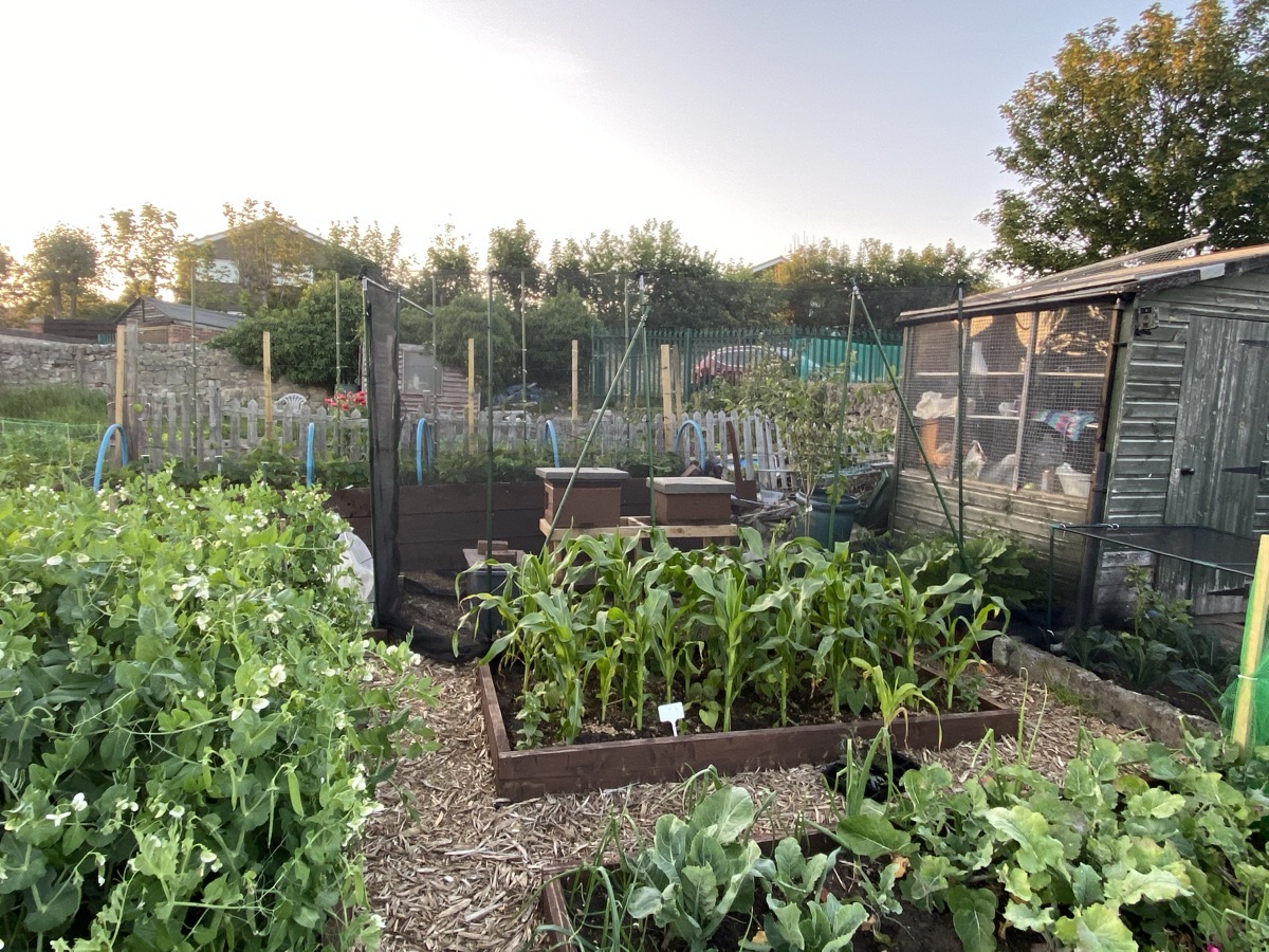 Raised beds in evening light