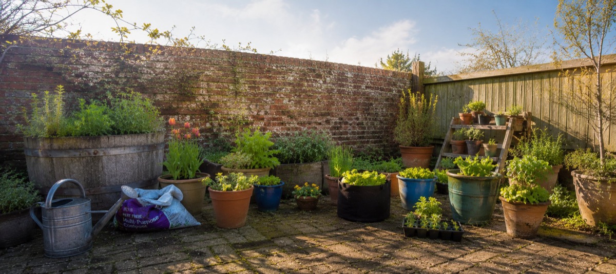 Container garden with vegetables in pots