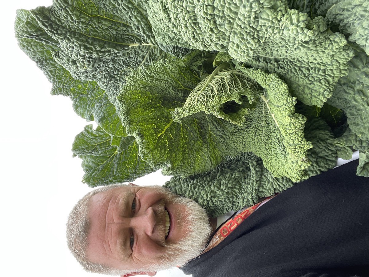 A homegrown savoy cabbage