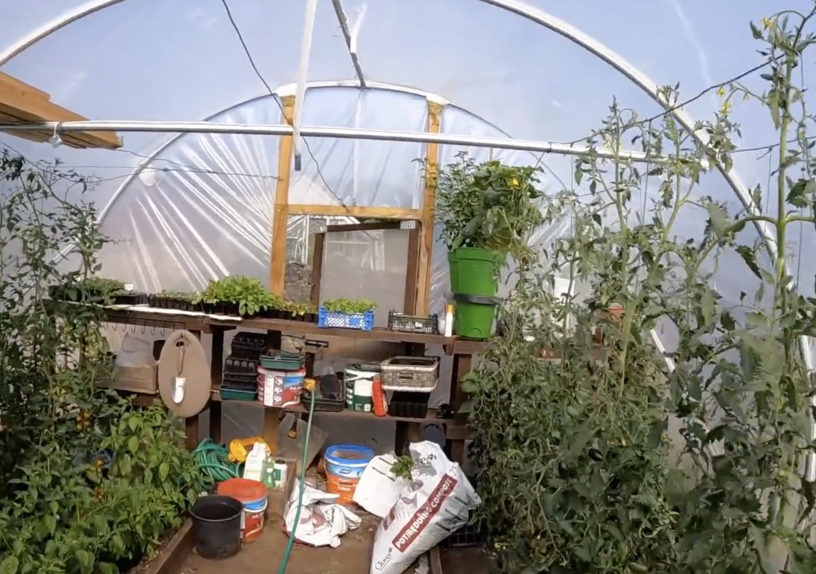 Inside the polytunnel in the evening light