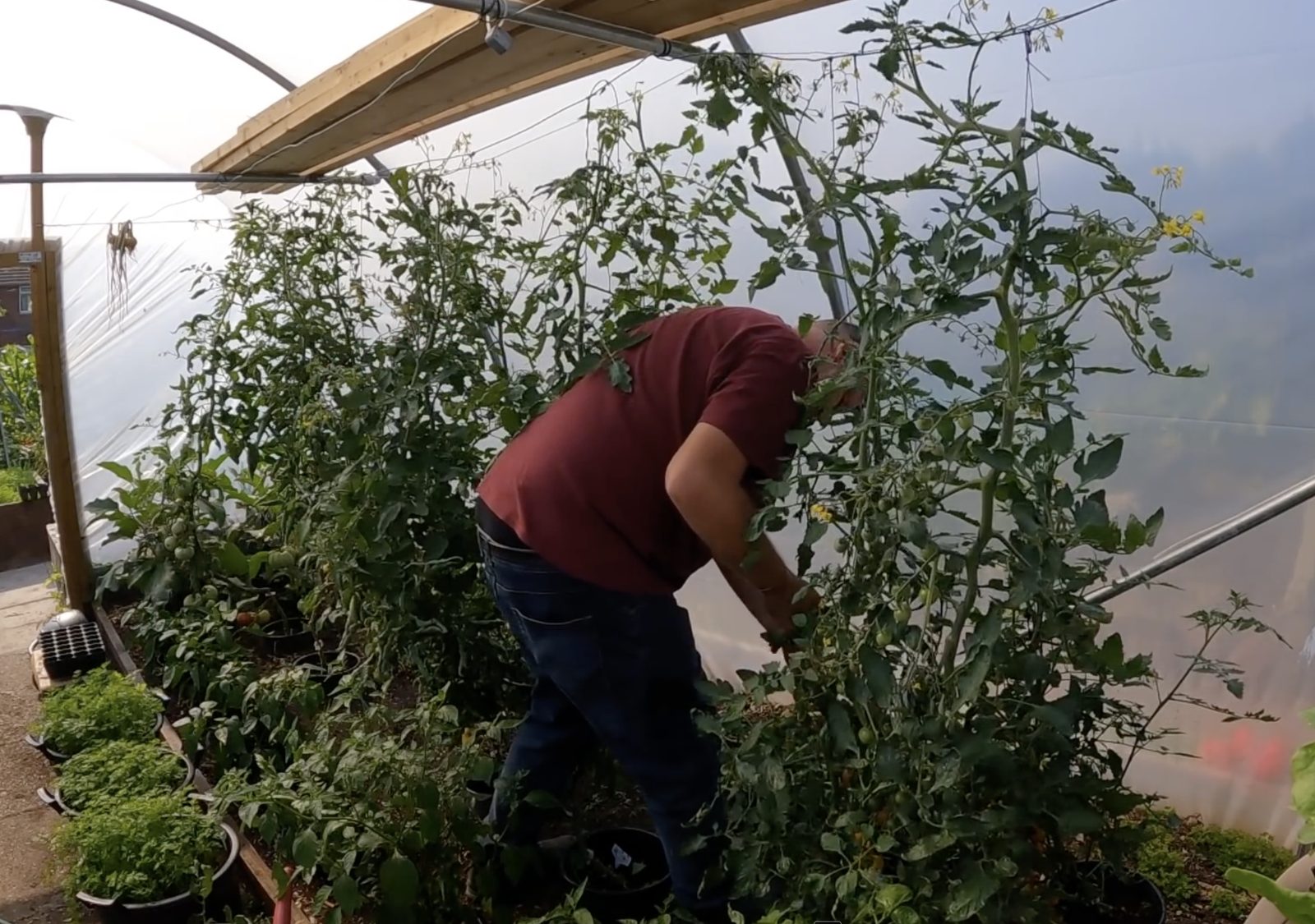 Tony working in the polytunnel beds