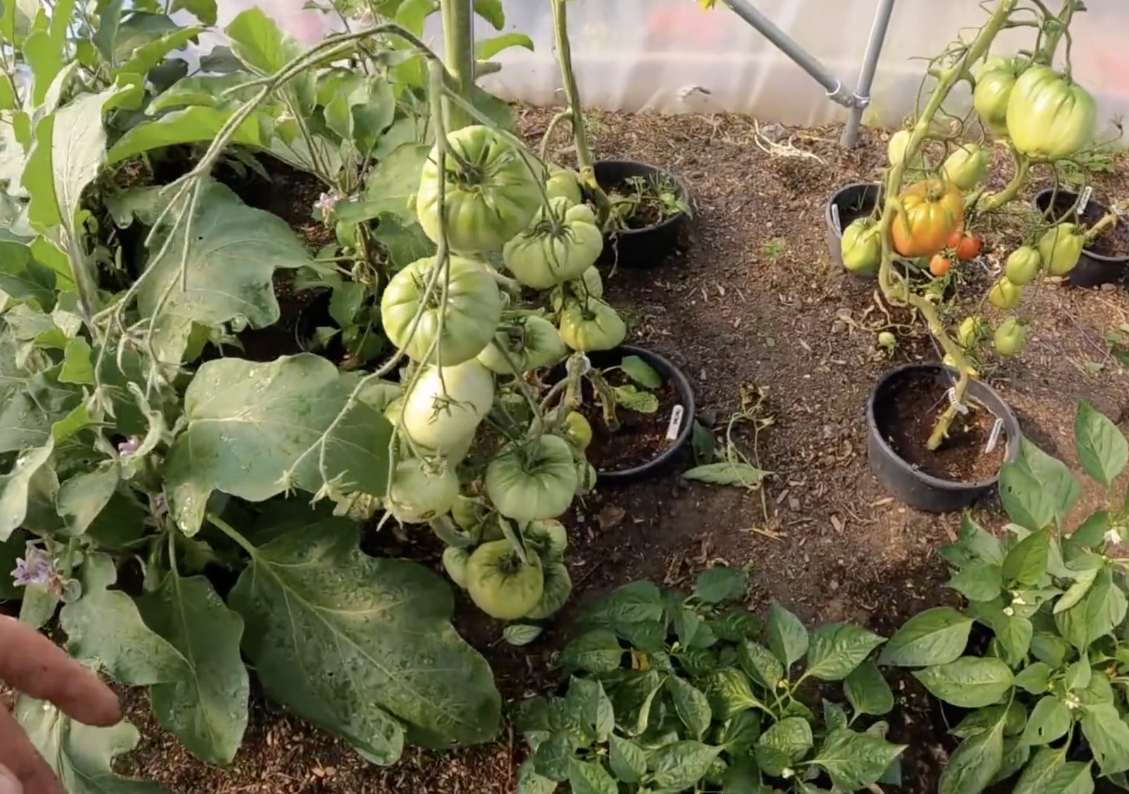 The polytunnel from outside