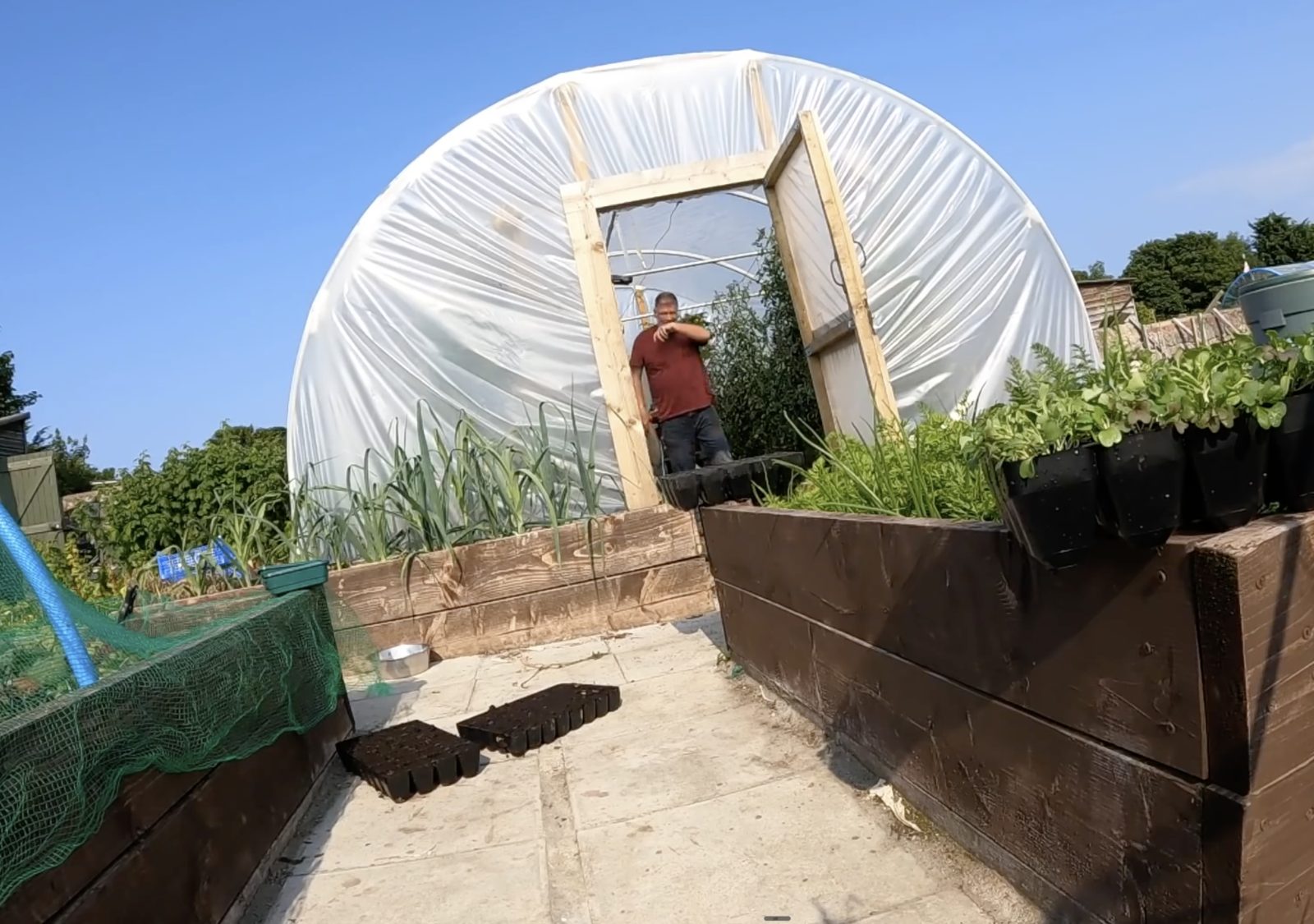 Tony's polytunnel at the allotment, golden hour