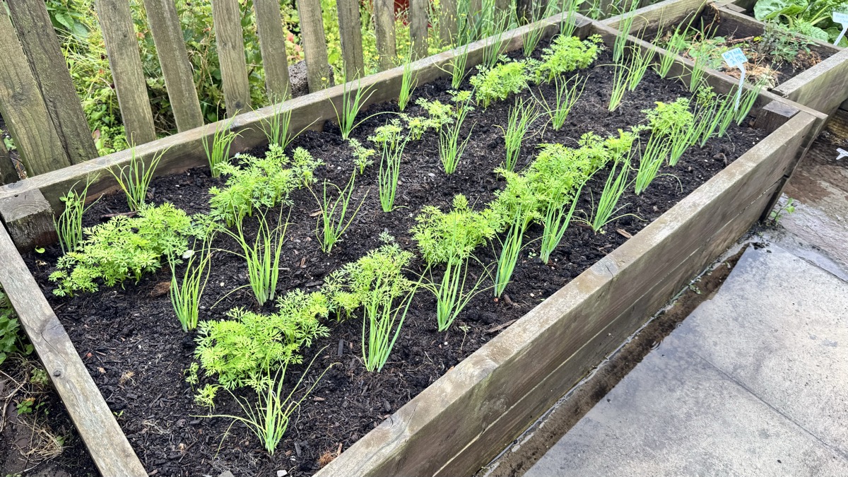 Seedlings in raised beds