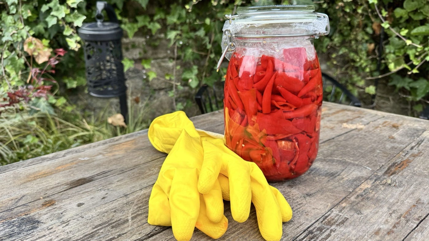 Homegrown chillis ripening red