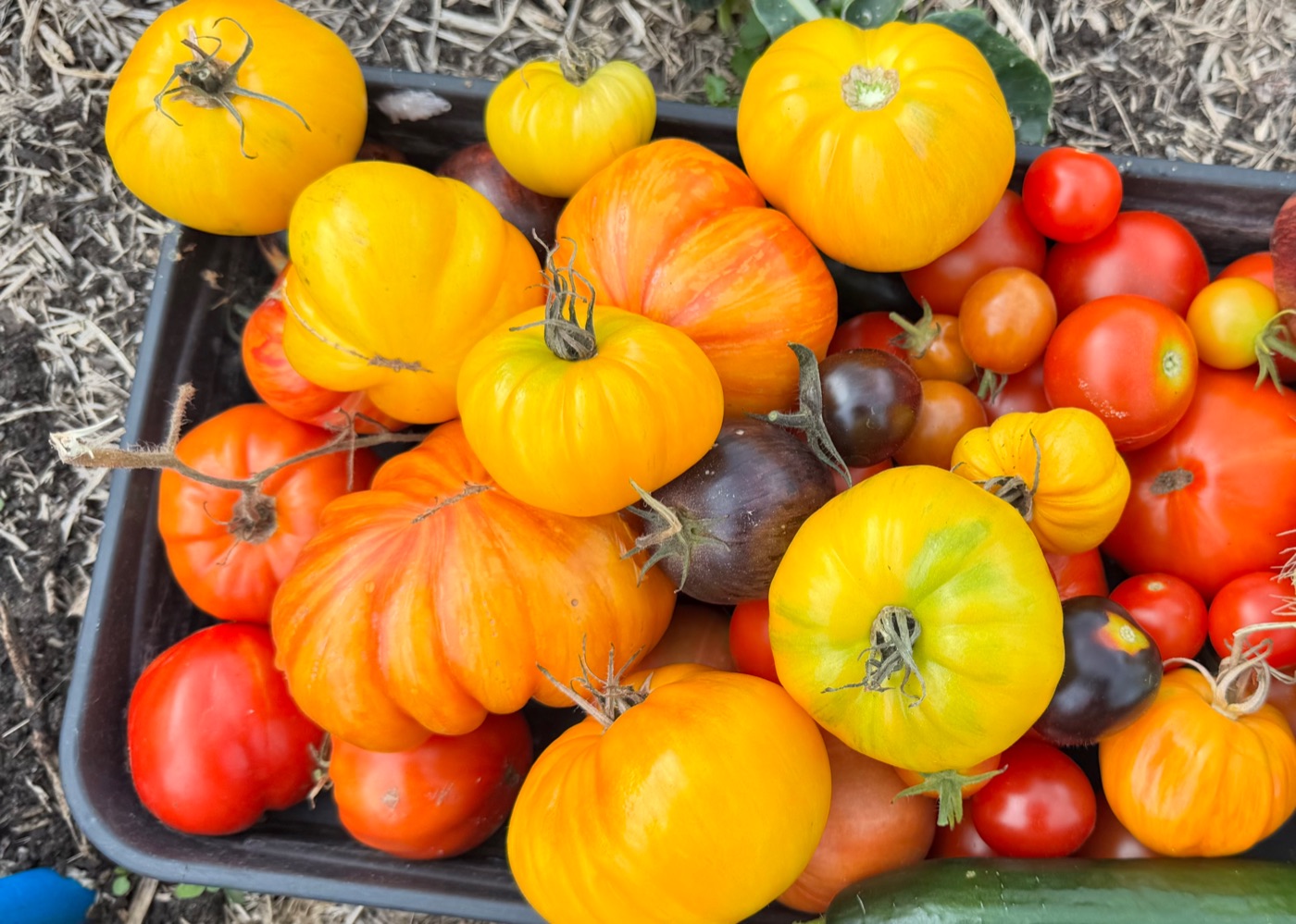 Trays of ripe homegrown tomatoes