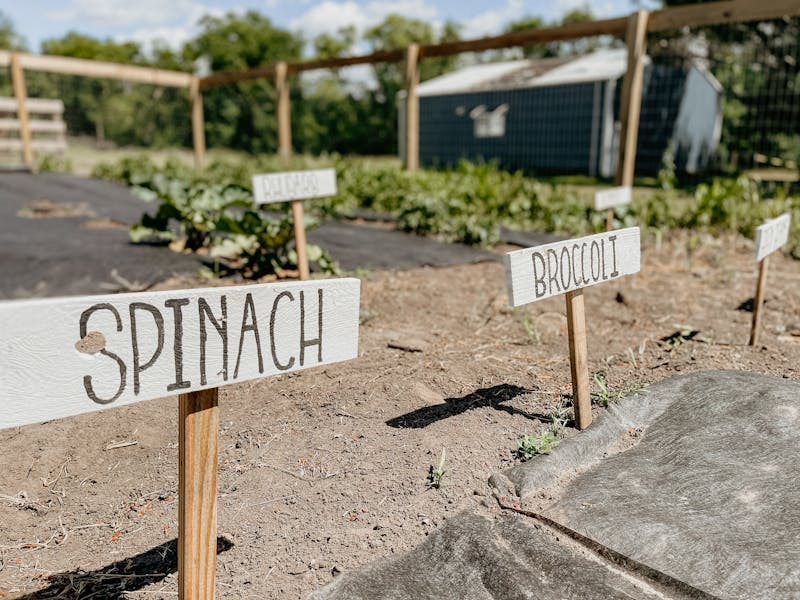 Weeding allotment garden beds