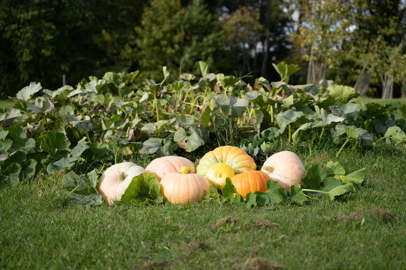 Autumn garden maintenance and care