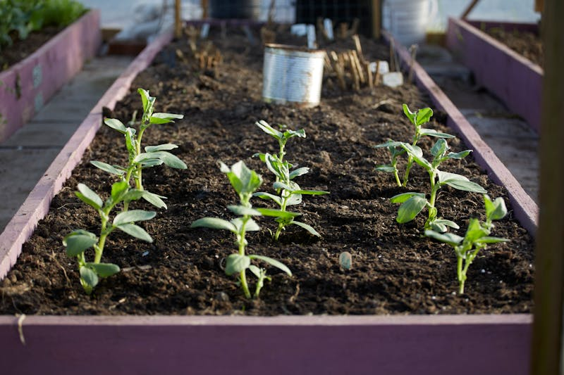 Garden beds being prepared for autumn