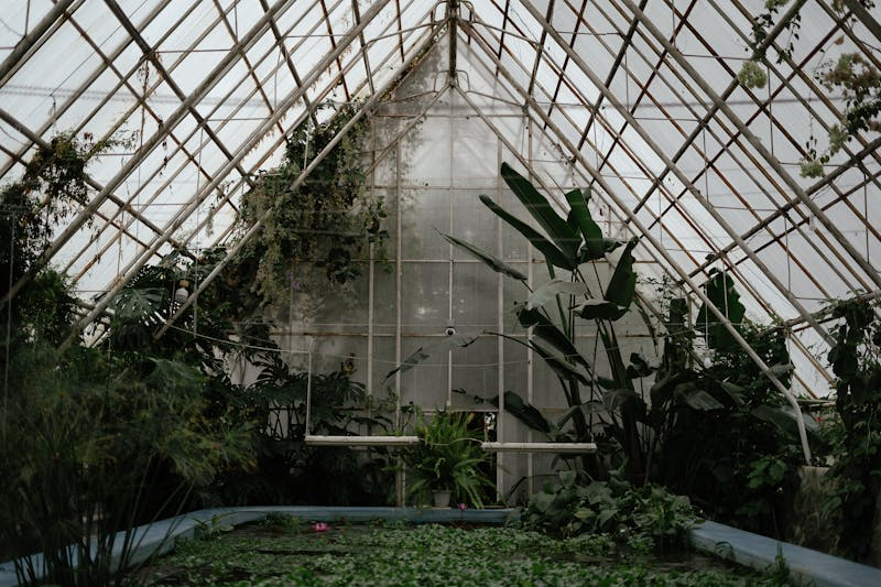 Cold frame in garden with plants