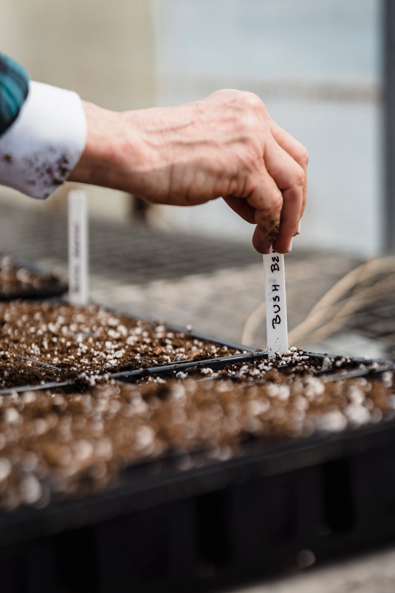 Hands planting garlic cloves in autumn soil