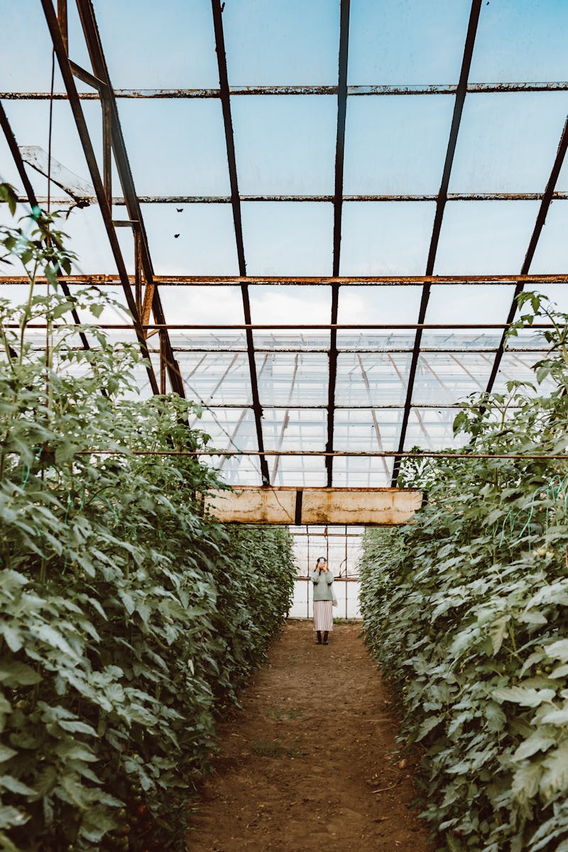 Warm greenhouse interior with plants