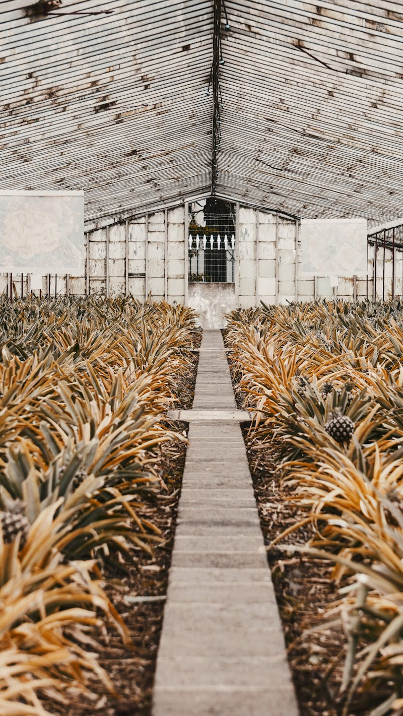 Inside of a greenhouse with plants during winter months