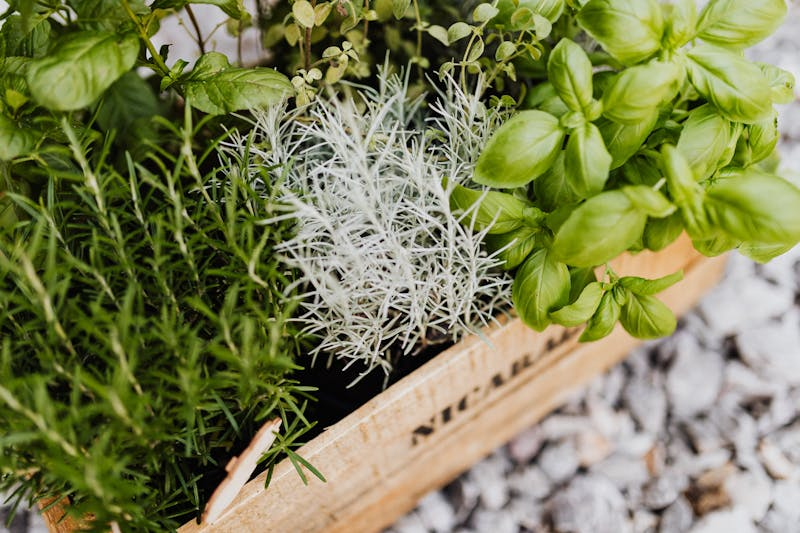 Planting bulbs in garden soil