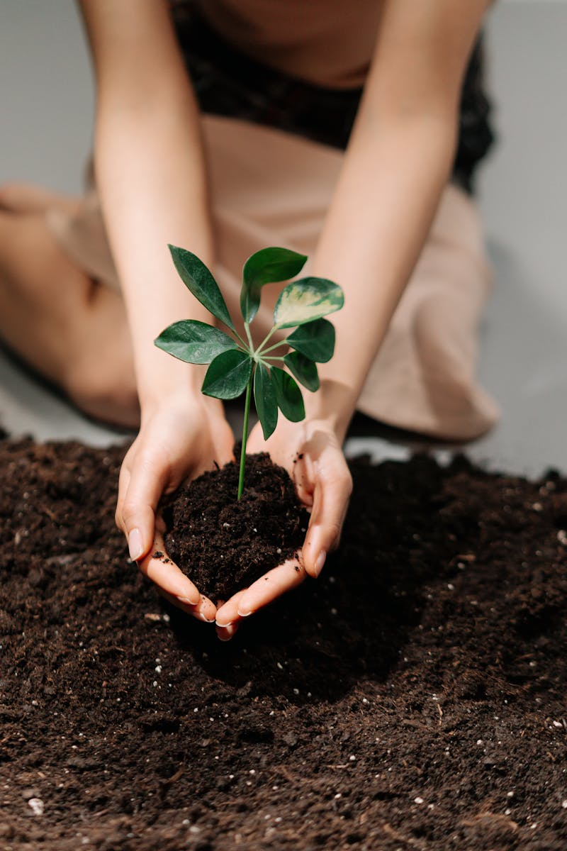 Planting garlic cloves in soil