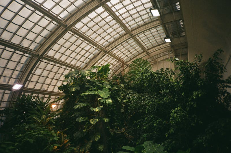 Polytunnel structure in garden