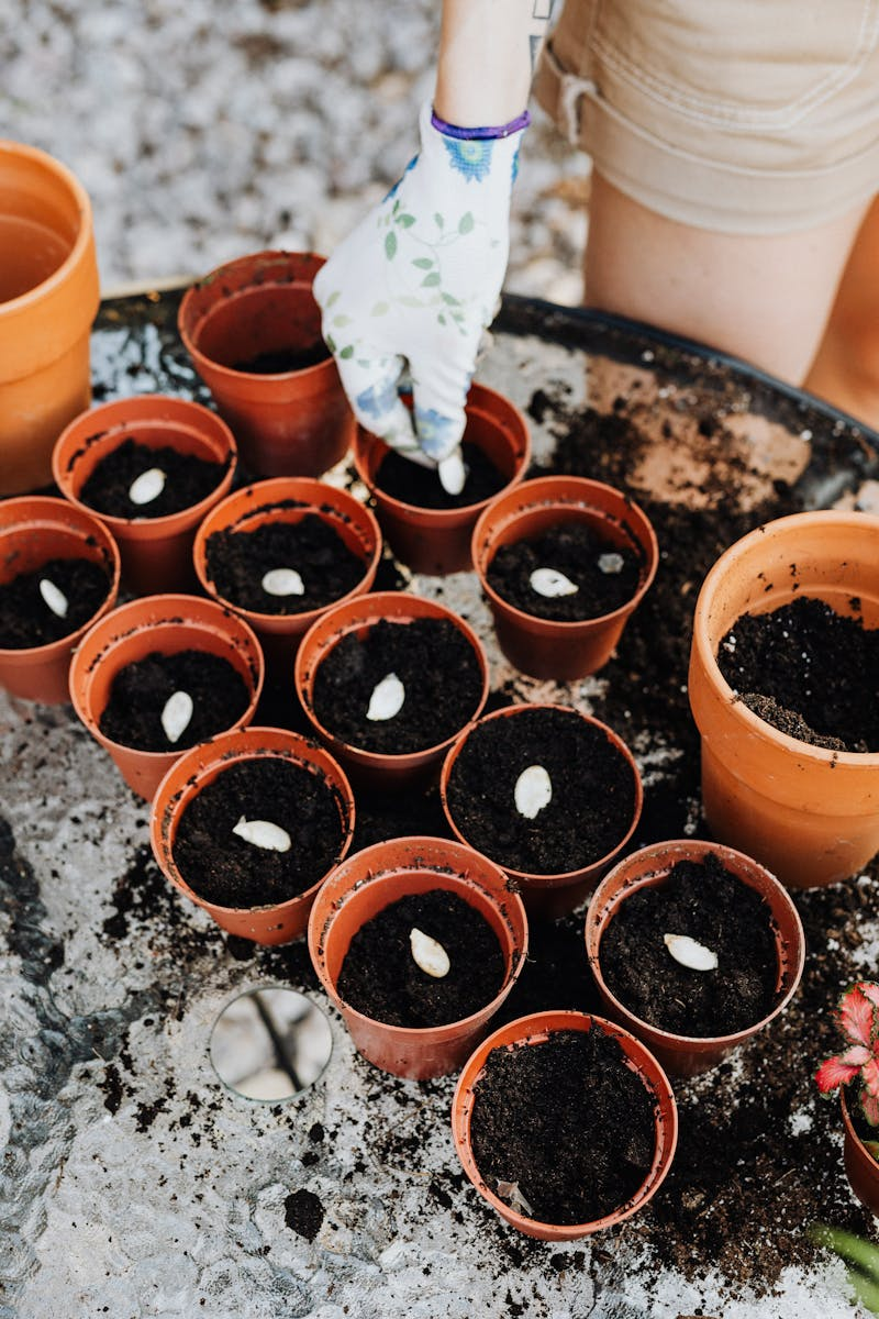 Saving seeds from garden plants