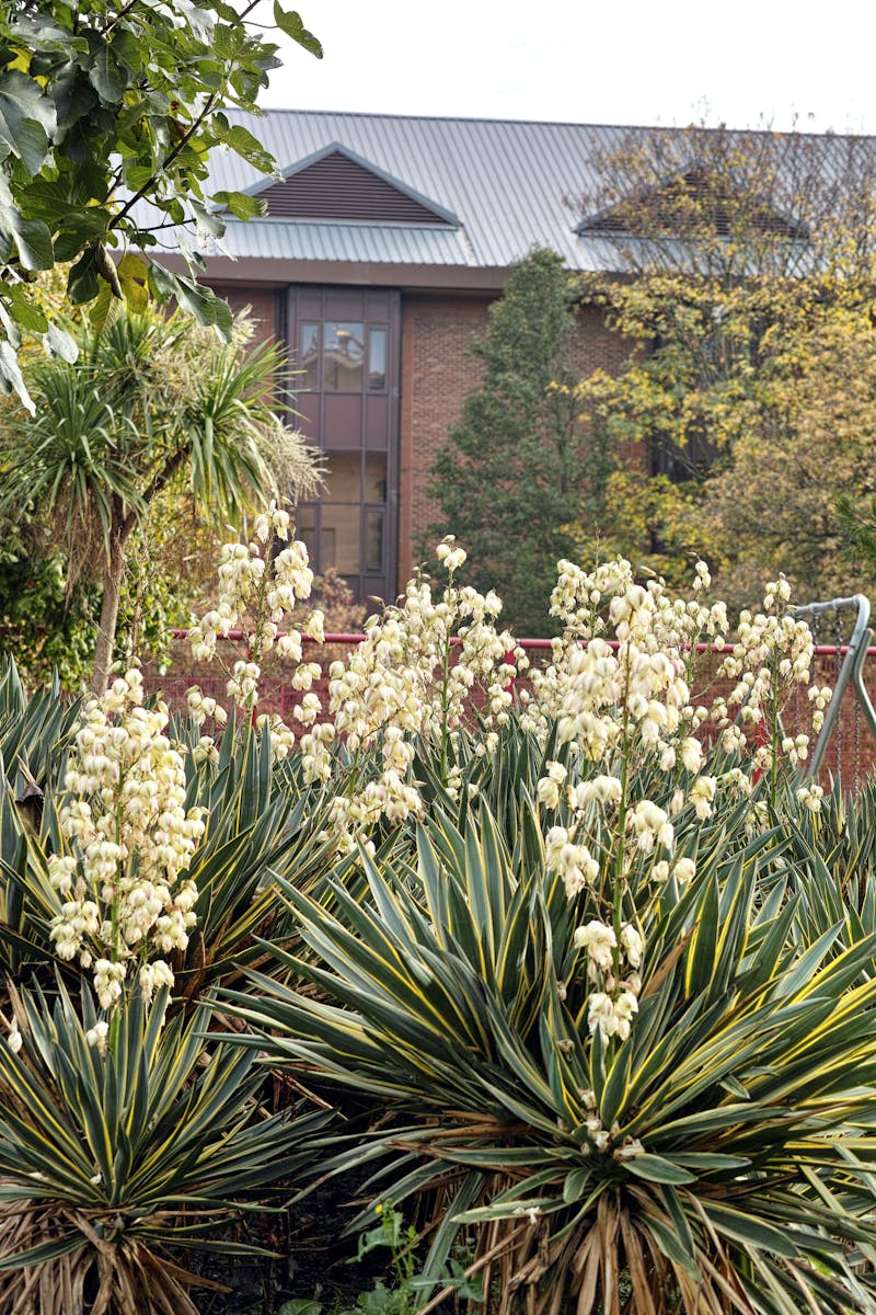 Winter brassica plants growing in garden