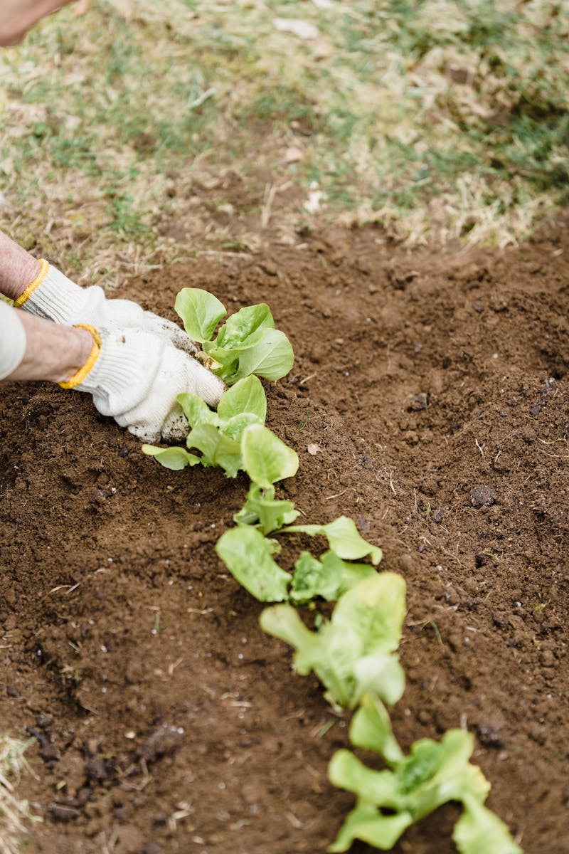 Hands harvesting fresh green leafy vegetables from garden
